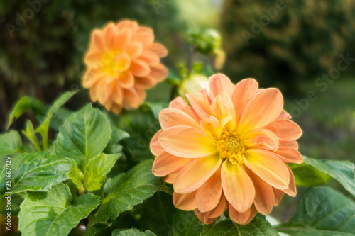 Close up view onto decorative cream colored flower of Dahlia Peaches in peak of its blossom. Other flowers are on blurred background © Poliorketes