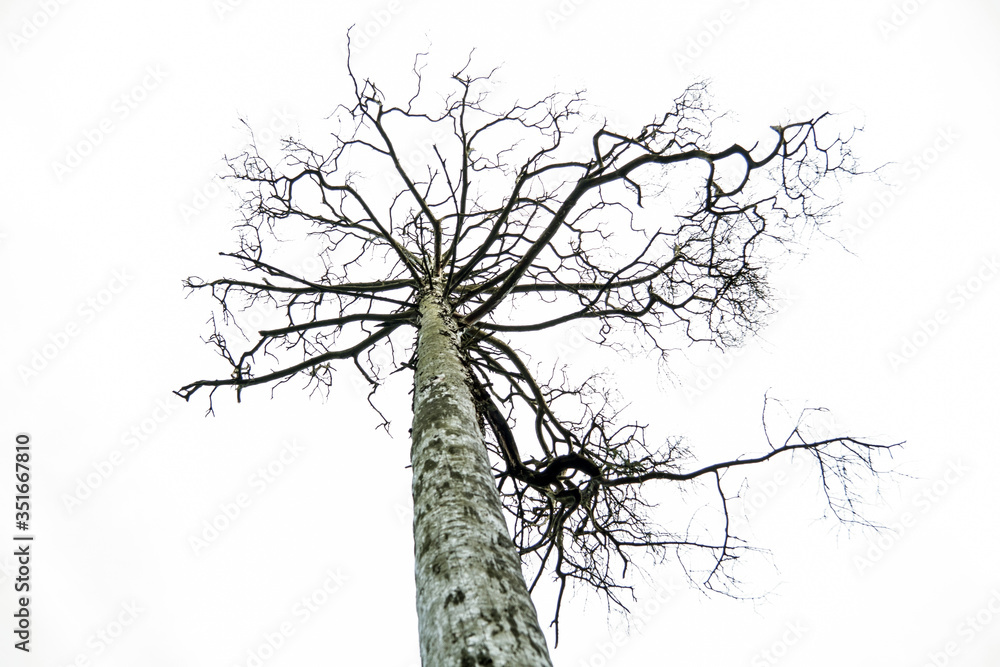 Fototapeta premium Old tall dry tree with branches. View from bottom to top. Abstraction
