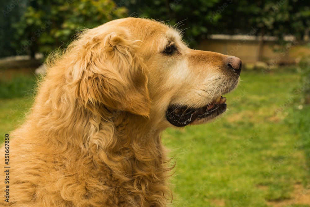 A beautiful Golden Retriever in a garden looking to the right side. Horizontal format.
