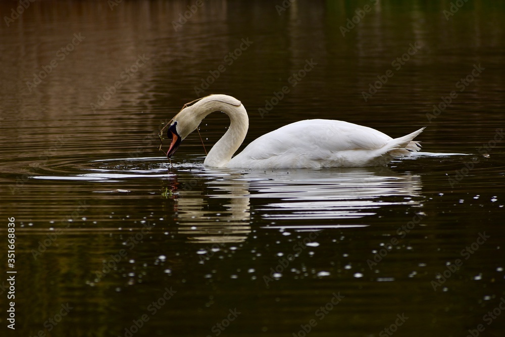 Naklejka premium Serene Swan 3