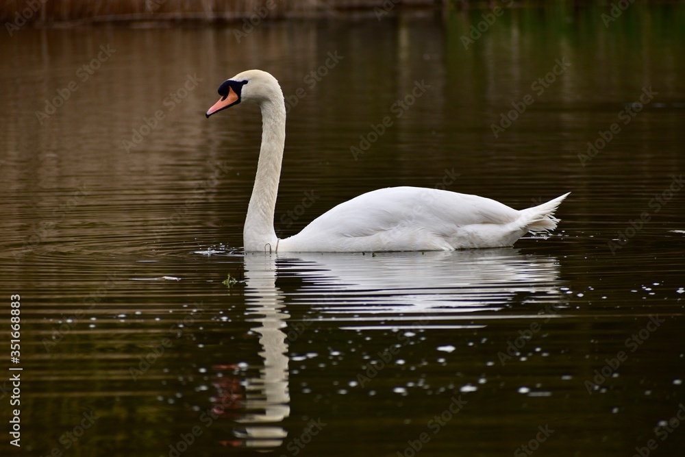 Serene Swan 2