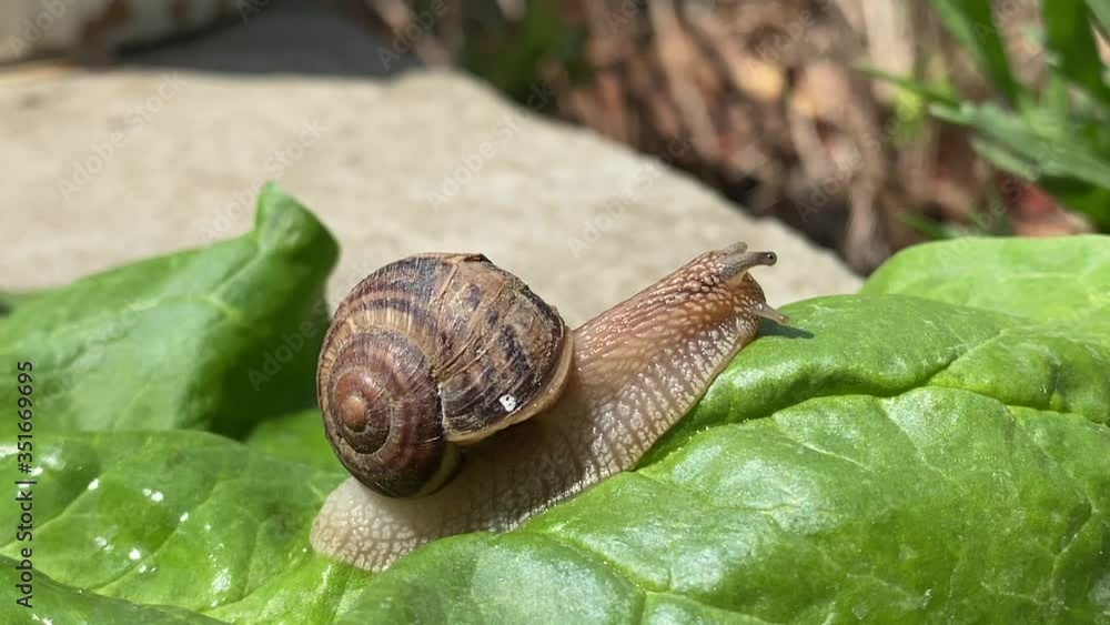 Grape snail (Helix pomatia) crawling on the surface of a green leaf Grape snail (Helix pomatia) crawling on the surface of a green leaf