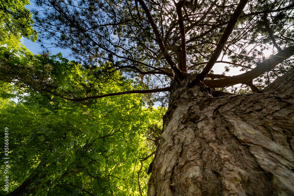 Fototapeta premium Woodland in summer day
