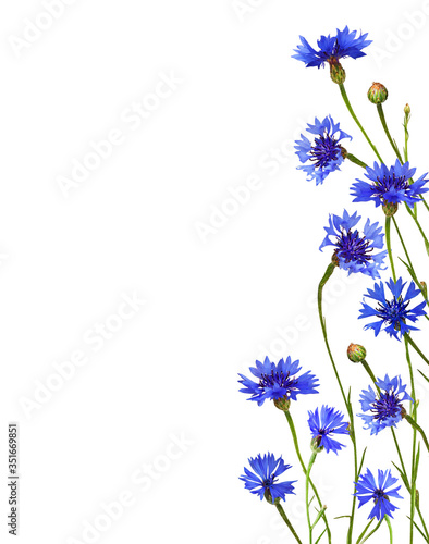 Blue knapweed flowers and buds in a floral border