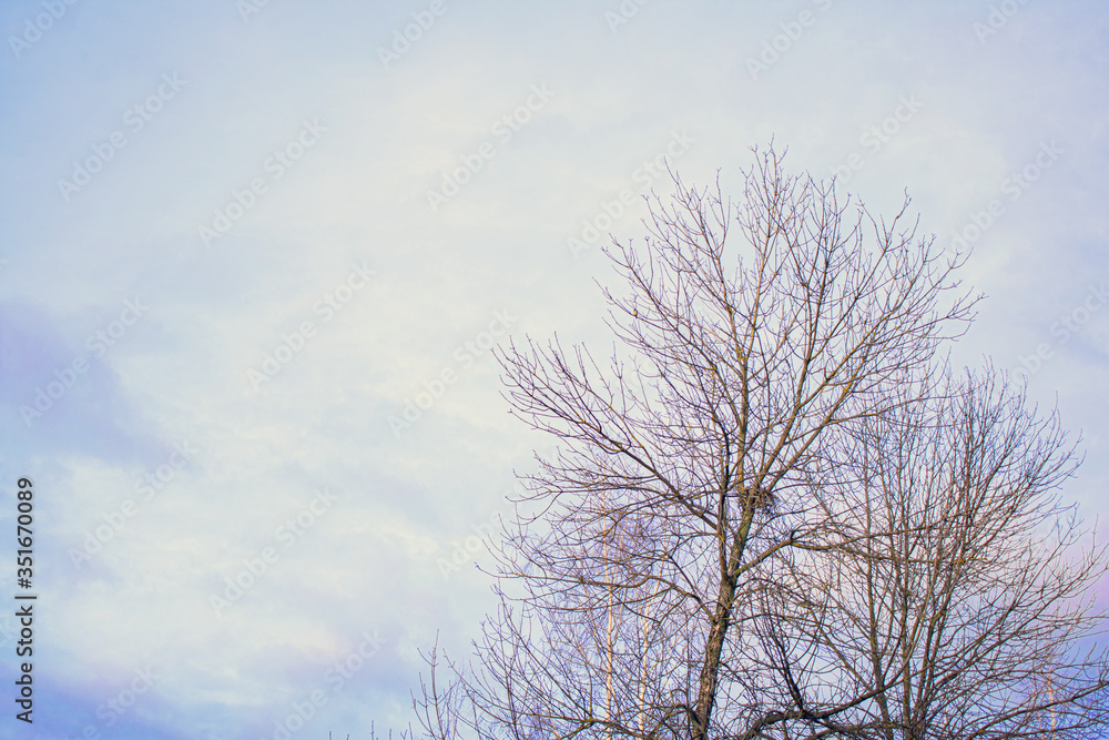 A tree without leaves, blue cloudy sky, from top to bottom, copy space A tree without leaves, blue cloudy sky, from top to bottom, copy space