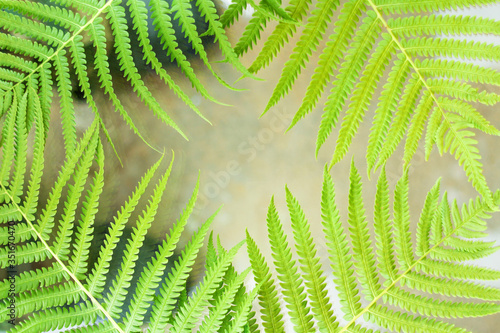 Beautyful ferns leaves green foliage. natural floral fern background in sunlight. copy space  top view