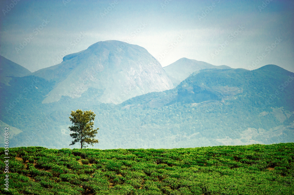 Single tree in tea garden in the backdrop of mountains Single tree in tea garden in the backdrop of mountains