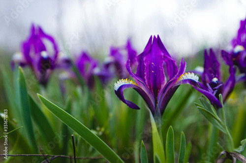 Fototapeta Naklejka Na Ścianę i Meble -  Close up purple iris flower overcast in the yellow pollen, tender petals