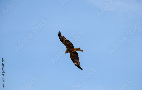 View of a launching, flying sea eagle against a forest and mountain background with blue sky