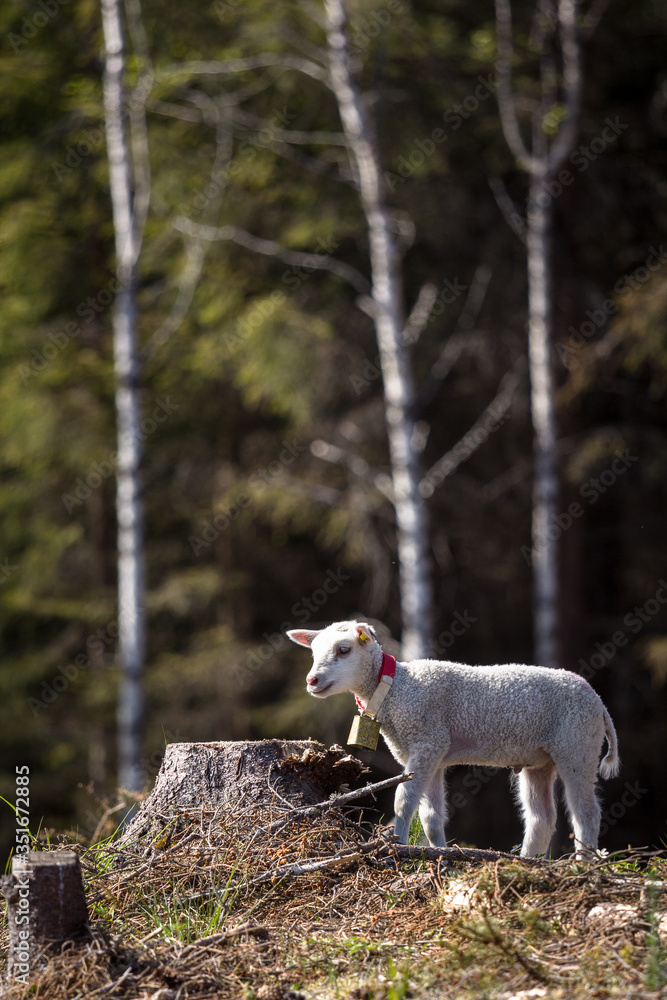 Small sheep with a bell in a forest Small sheep with a bell in a forest