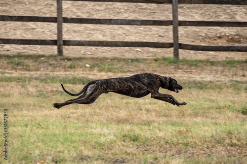 Black greyhound is running in pursuit of a mechanical hare  rabbit 