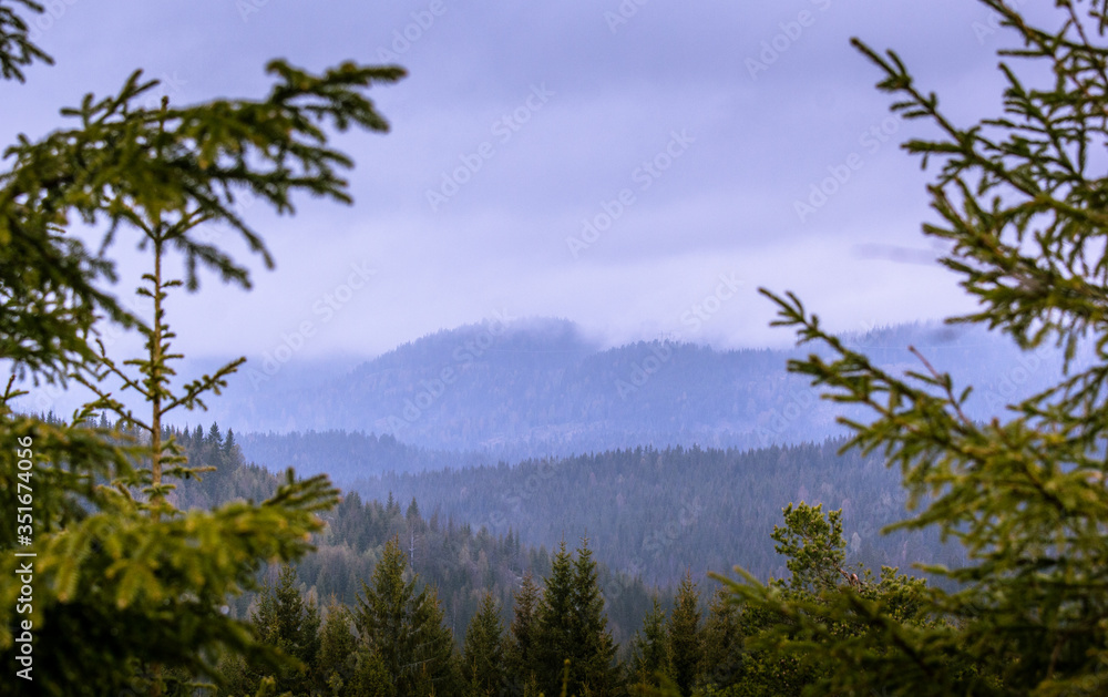 Green forest with mountains in the back Green forest with mountains in the back