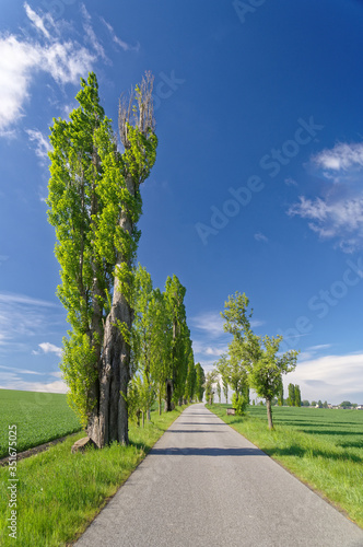 Pappelallee, Liliensteinstraße Königstein (Sachsen)