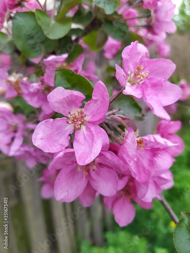 Branch with pink apple flowers. Decorative wild apple tree blooming in pink.