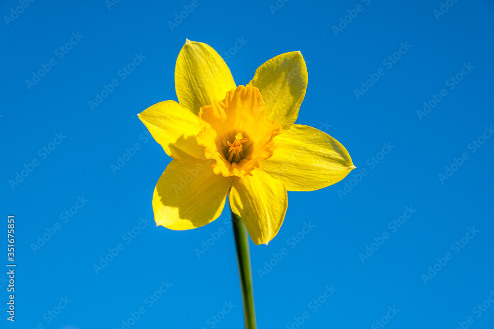 Daffodil bright yellow on frn blue sky. The concept of the seasons, the weather. Gardening Daffodil bright yellow on frn blue sky. The concept of the seasons, the weather. Gardening