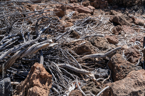 Old dry broken tree decomposing in volcanic rocks at Mount Teide, Tenerife