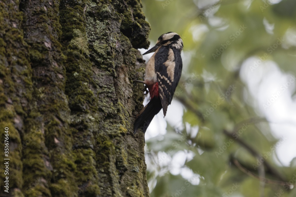 Great spotted woodpecker, Dendrocopos major Great spotted woodpecker, Dendrocopos major