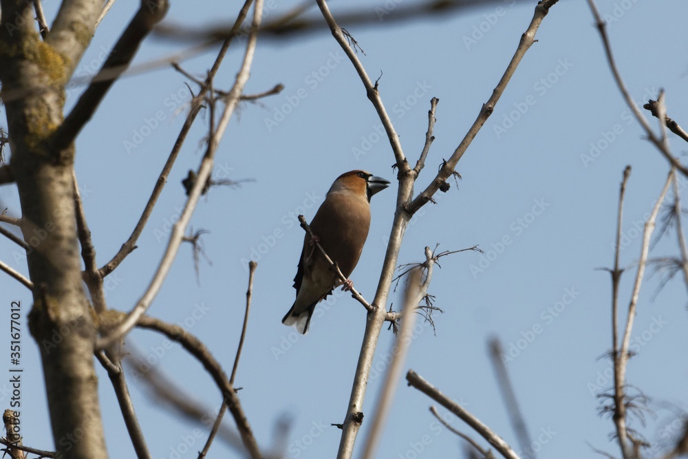 Hawfinch, Coccothraustes coccothraustes Hawfinch, Coccothraustes coccothraustes