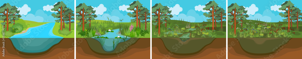 Pond succession. Sequence of stages of biotope change: from pond to swamp
