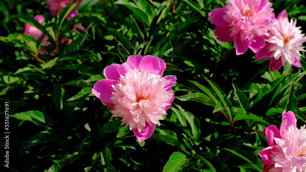 Obraz premium Pink peonies in a city park Floral background for web design.
