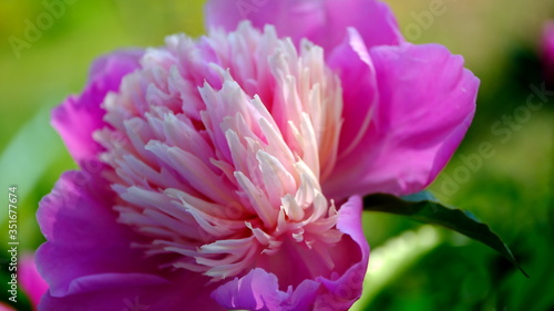  Pink peonies in a city park Floral background for web design.