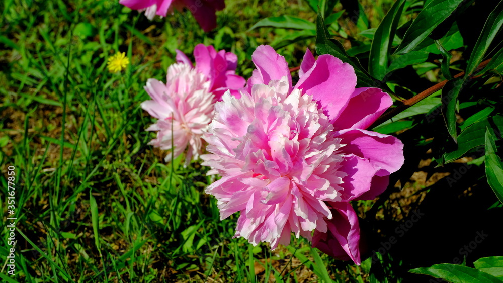 Pink peonies in a city park
Floral background for web design.
Pink peonies in a city park
Floral background for web design.