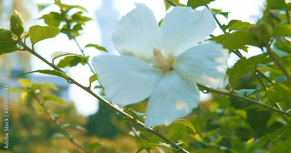 花とスカイツリー