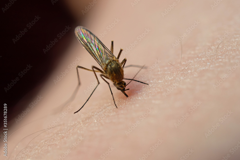 Obraz premium Mosquito eats blood on human skin. The concept of blood-sucking insects common in spring and summer. Macro photo.