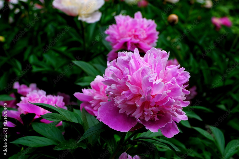 
Pink peonies in a city park
Floral background for web design.