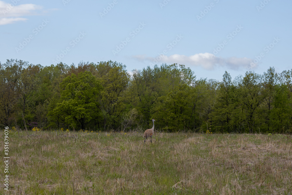Sandhill Crane Sandhill Crane