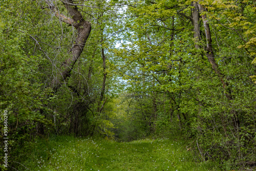 Fototapeta premium Spring Path