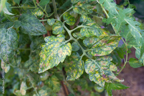 Leaves of tomatoes with yellow and dark spots,damaged by the disease.Kladosporioz.Close up.Selective focus.Сoncept of treatment of bacterial and fungal infections in vegetable crops.