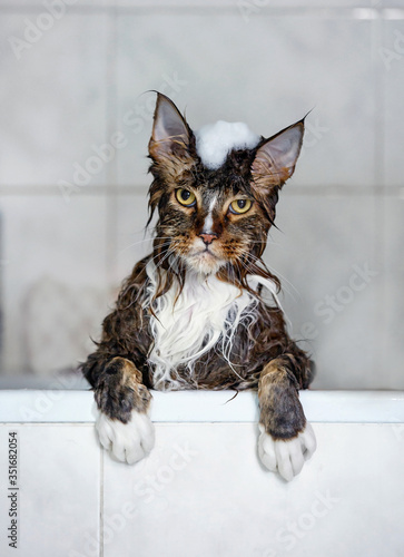 Maine coon cat bathes in the bathroom, with foam on his head. on a light background. Beautiful portrait of cat bathes on white background
