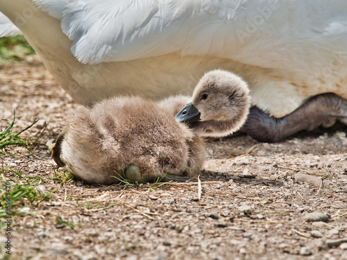 close-up view of beautiful young swan floating on calm water