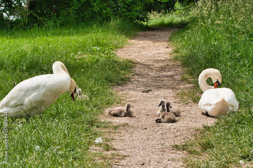 close-up view of beautiful young swan floating on calm water