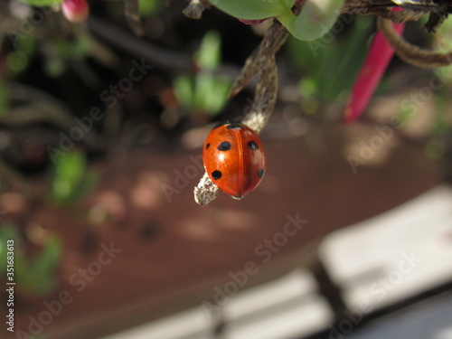 ladybird on a leaf