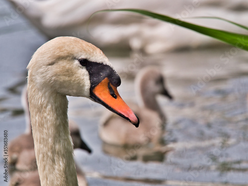 close-up view of beautiful young swan floating on calm water