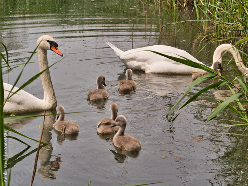 close-up view of beautiful young swan floating on calm water