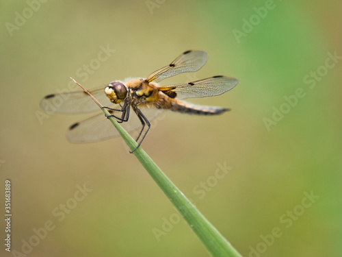 close-up view of dragonflies on the plant 