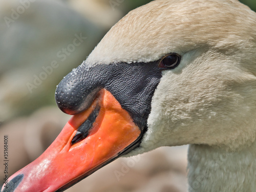 close-up view of beautiful young swan floating on calm water