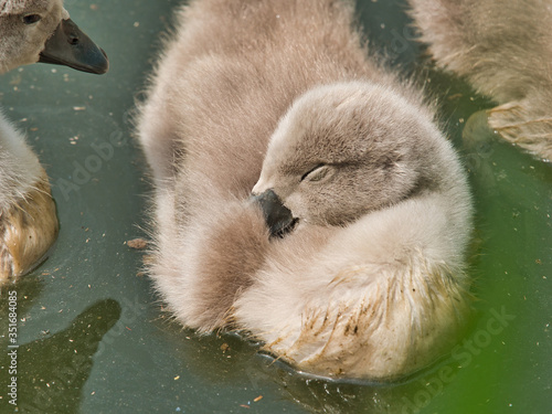 close-up view of beautiful swarm of young swans on lake