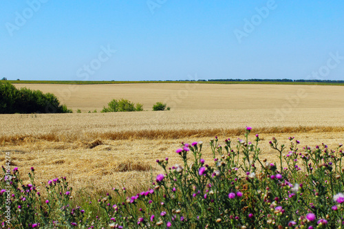 Fototapeta Naklejka Na Ścianę i Meble -  Beautiful nature background. Wheat field and blue sky background. Wonderful landscape.