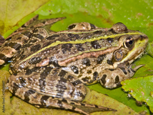 close-up view of green frog in calm pond