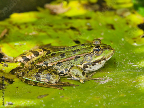 close-up view of green frog in calm pond