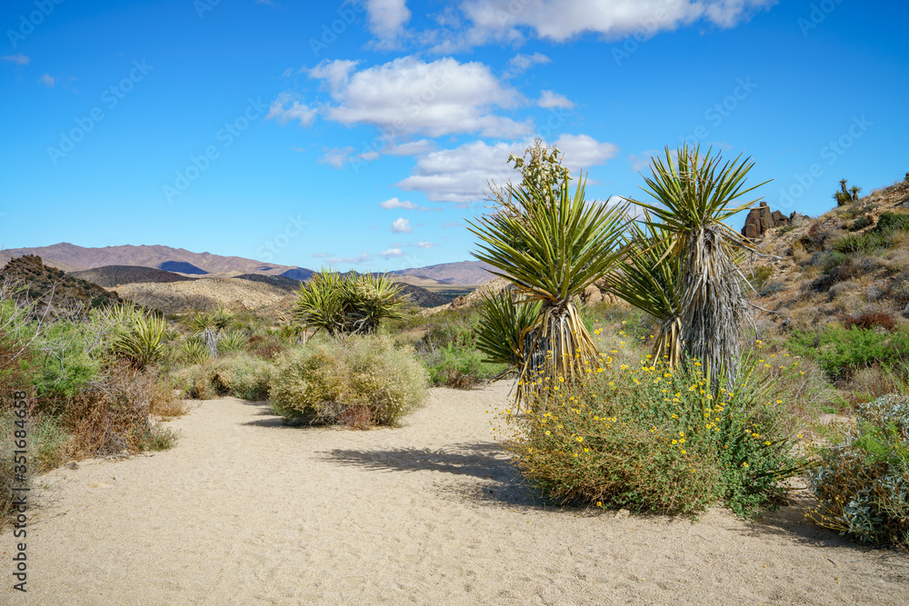 hiking the lost palms oasis trail in joshua tree national park, california, usa hiking the lost palms oasis trail in joshua tree national park, california, usa