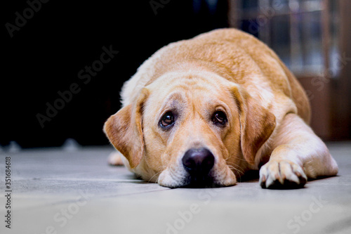 an image of sad, sick, discouraged labrador dog