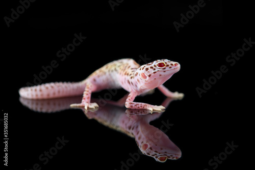 The common leopard gecko isolated on black background 