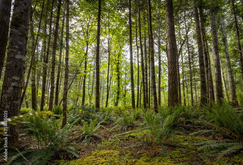 Beautiful landscape of coniferous trees in British Columbia Canada