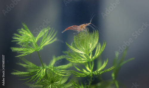 dragonfly on a green leaf