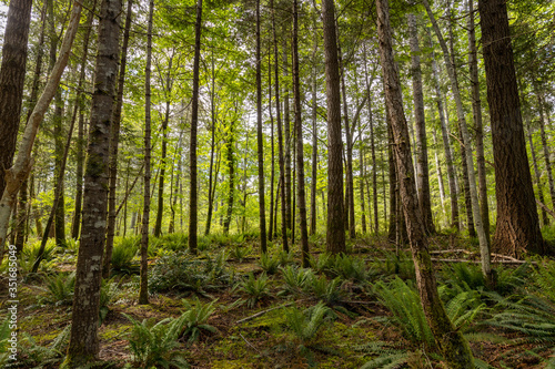 Beautiful landscape of coniferous trees in British Columbia Canada © Sharon
